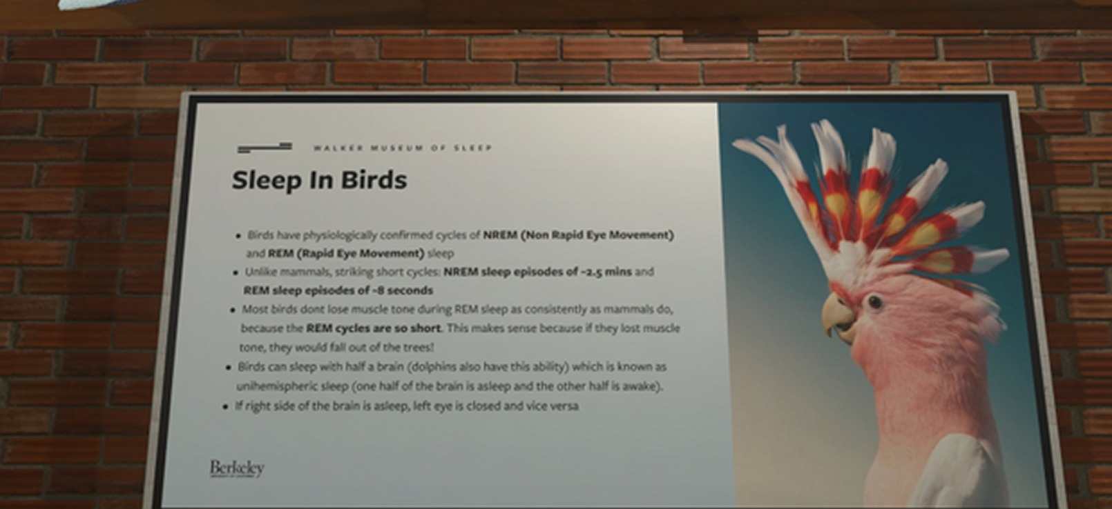 The Sleep in Birds panel, on how birds sleep with half a brain, beside a pink cockatoo